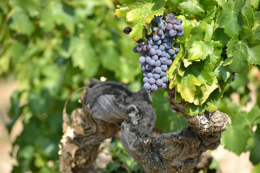 Alte Reben vs junge Reben in den Côtes-du-Rhône: Unterschiede bei Grenache und Syrah