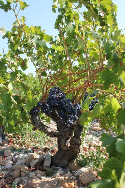 Jeunes vignes et vieilles vignes au Domaine Tourbillon