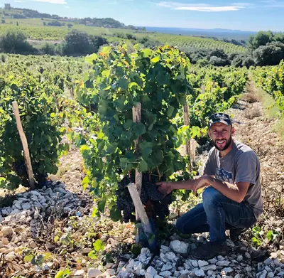 Grenache in den Côtes du Rhône: Eine königliche Rebsorte mit vielen Facetten