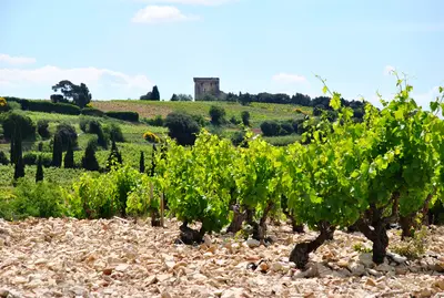Châteauneuf-du-Pape blanc et gastronomie : le grand vin blanc qui mérite une place à votre table