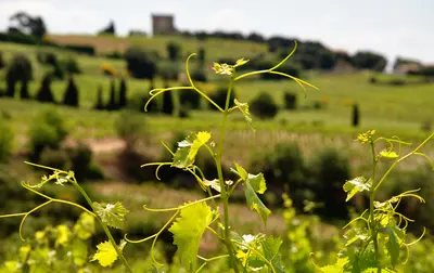 Quelle différence entre Châteauneuf-du-Pape, Gigondas et Côtes-du-Rhône ?