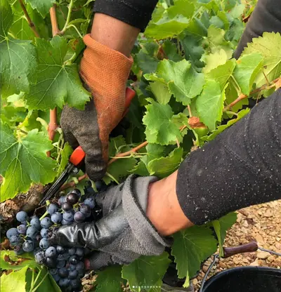 Vendanges 2025 au Domaine Tourbillon : un millésime précoce et prometteur