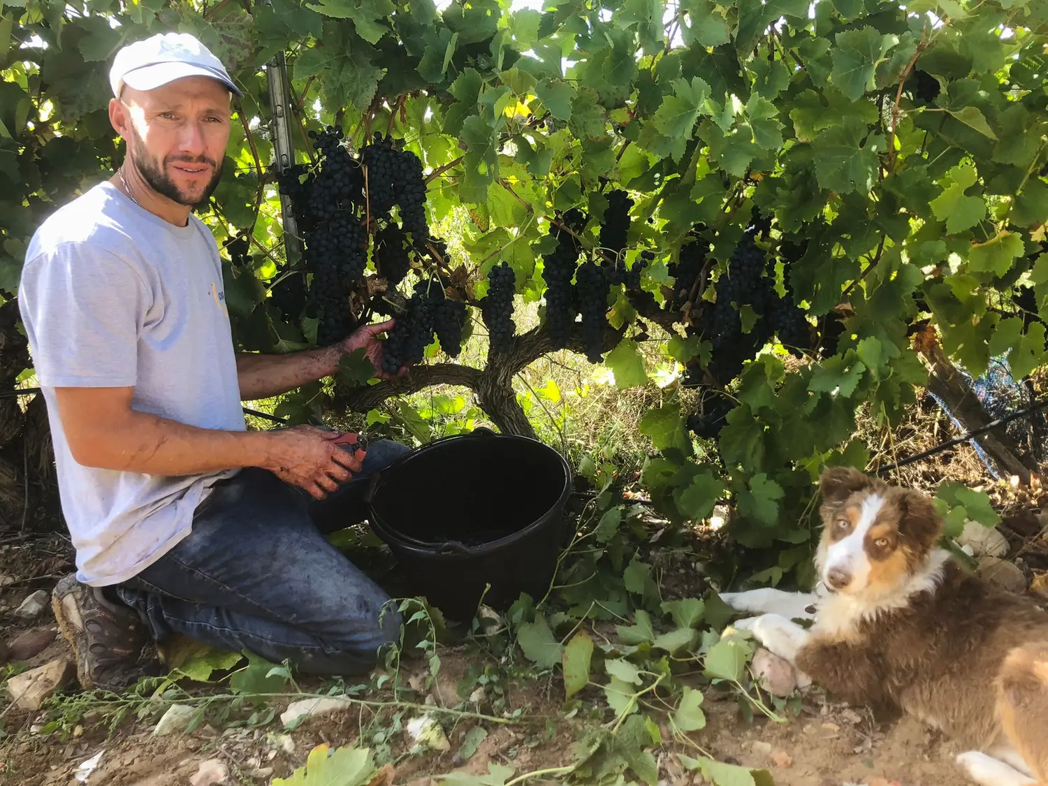 The Tourbillon Brothers – A Family Story in the Southern Rhône Valley