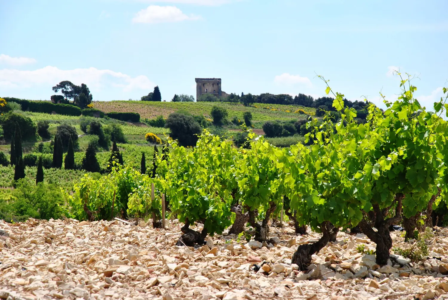 Châteauneuf-du-Pape